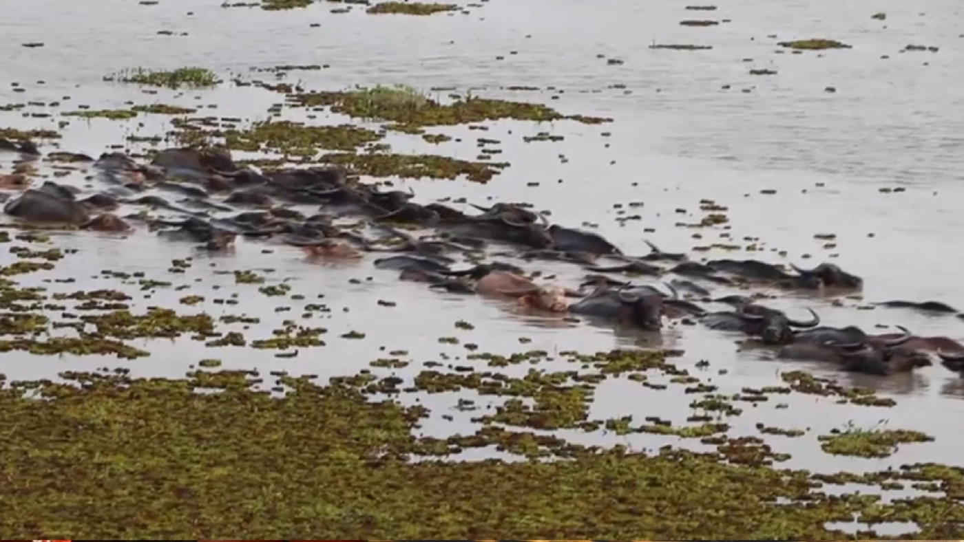 เฮ FAO ประกาศให้ควายปลักทะเลน้อยพัทลุง เป็นพื้นที่มรดกโลกทางการเกษตร เฮ FAO ประกาศให้ควายปลักทะเลน้อยพัทลุง เป็นพื้นที่มรดกโลกทางการเกษตร