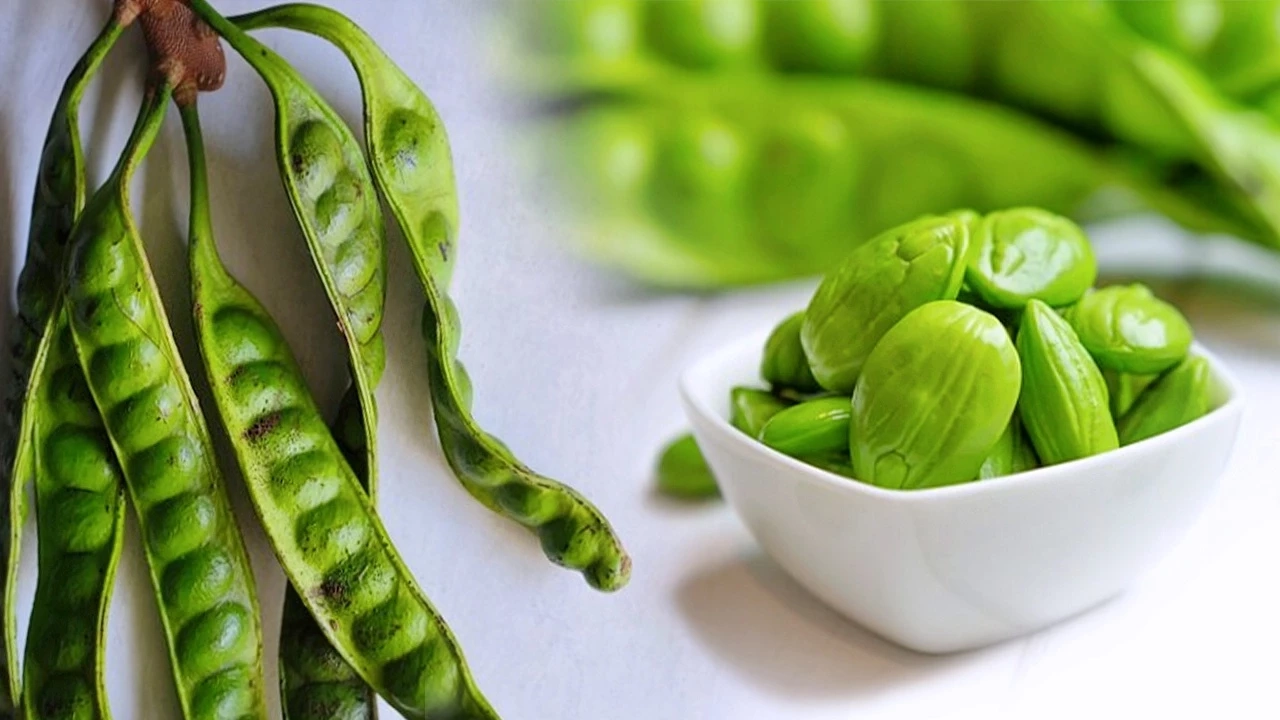 "สะตอ" เม็ดมัน กลิ่นฉุน คุณประโยชน์เพียบ "สะตอ" เม็ดมัน กลิ่นฉุน คุณประโยชน์เพียบ