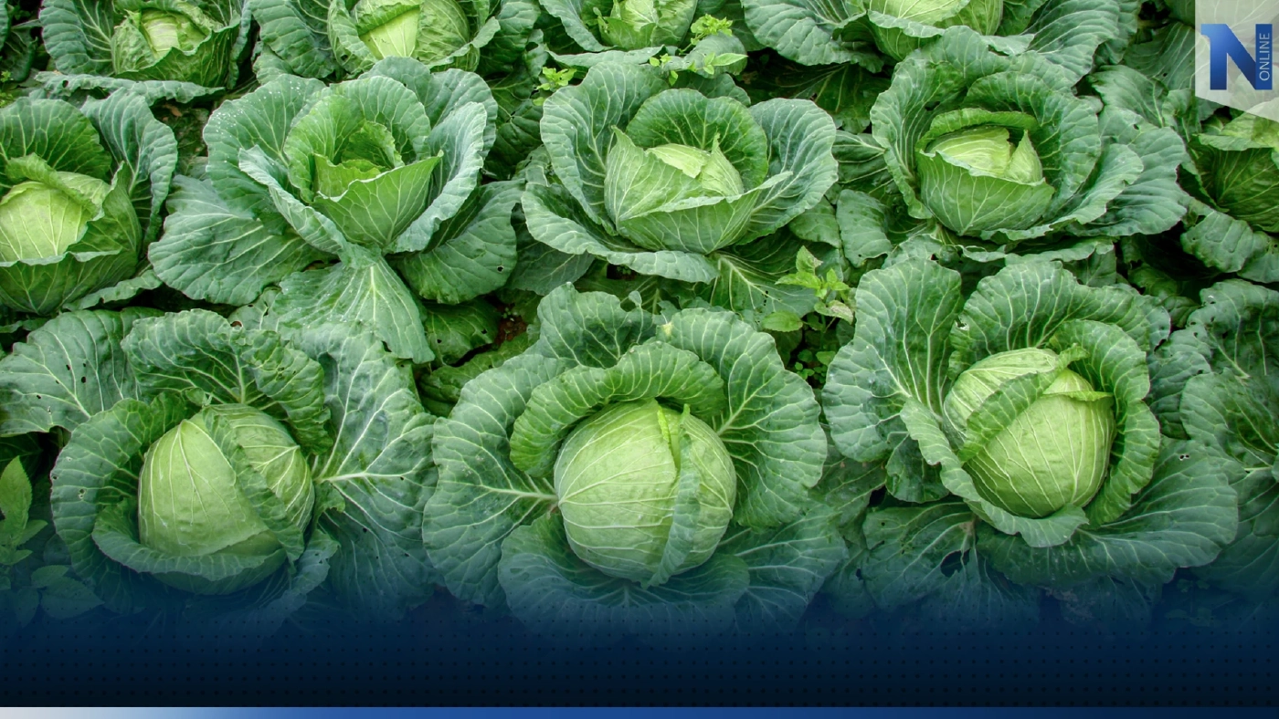 ปลูก 'กะหล่ำปลี' รับหน้าหนาว 3 ไร่โกยเงินแสน