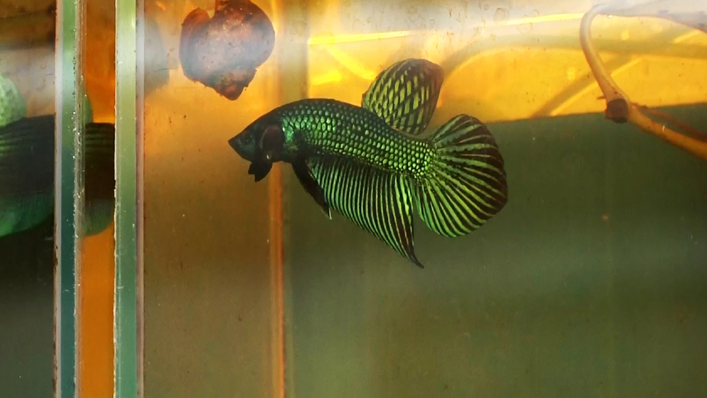 ไม่เลือกงานไม่ยากจน หนุ่มโคราชอดีตช่างลายไทยผันตัวเลี้ยง “ปลากัด” ขาย