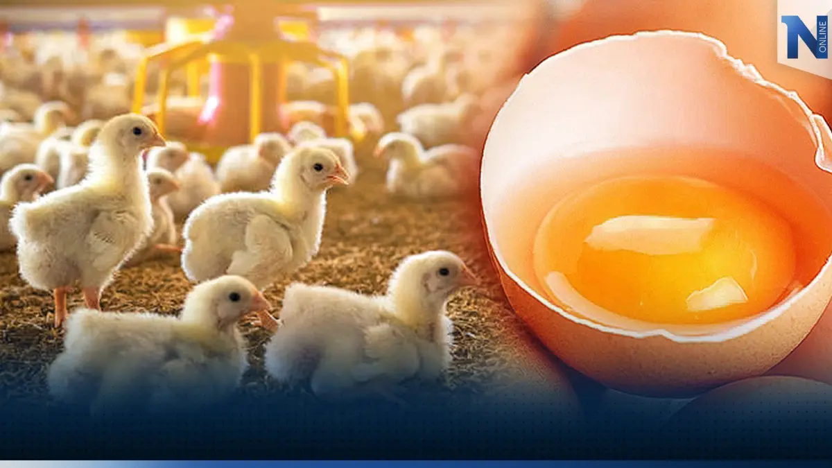 สำรวจราคา 'ไข่ไก่' หลังลดราคารวดเดียว 6 บาท/แผง