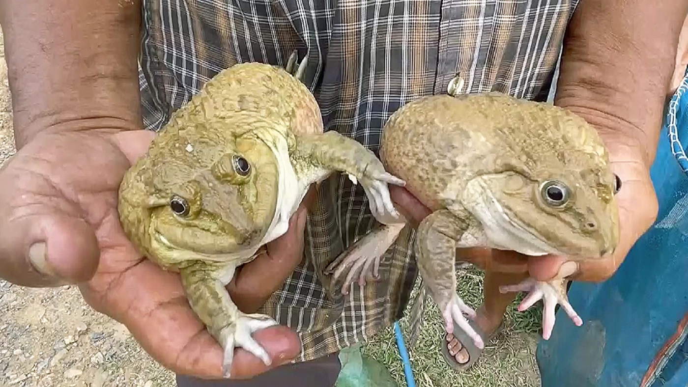 เลี้ยง 'กบนา' ในบ่อซีเมนต์สร้างรายได้หลักหมื่น เลี้ยง 'กบนา' ในบ่อซีเมนต์สร้างรายได้หลักหมื่น