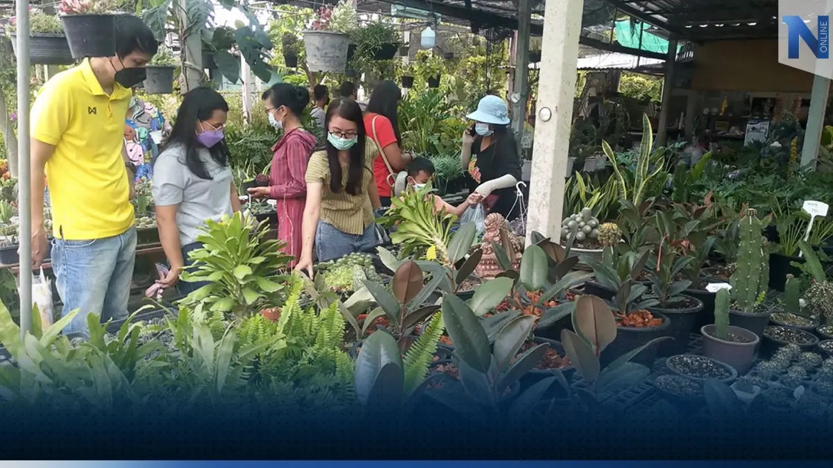 ตลาดไม้ดอก 'คึกคัก' ซื้อไปตกแต่งรับคริสต์มาส ตลาดไม้ดอก 'คึกคัก' ซื้อไปตกแต่งรับคริสต์มาส