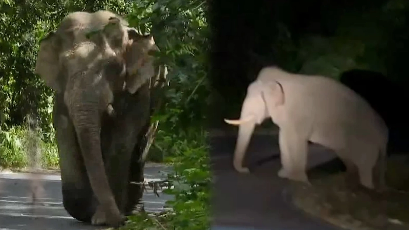 ศึกช้างชนช้างเขาใหญ่ พลายงาทองกับพลายทองคำ ตัวไหนอ่อนแอก็แพ้ไป (มีคลิป)