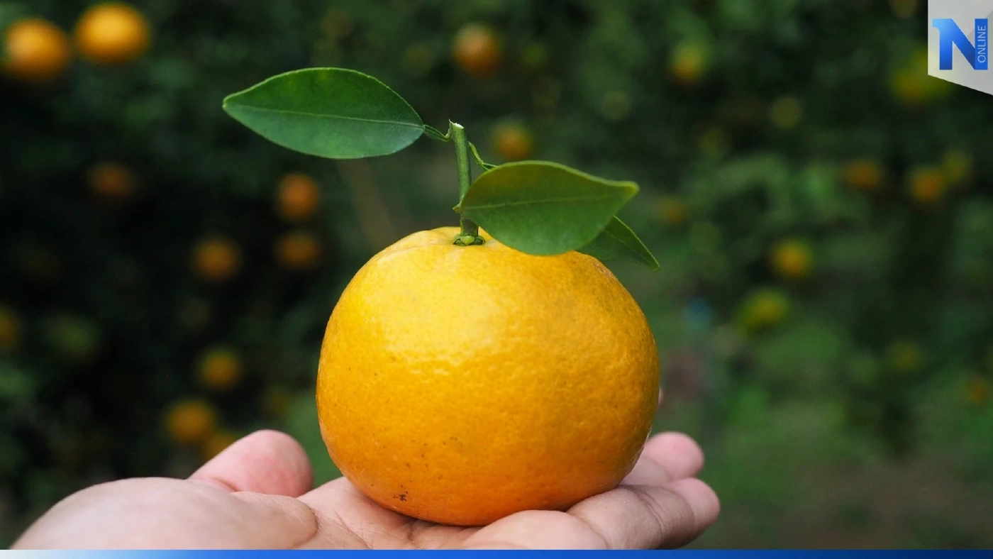 Vit-C ไม่ได้มีแค่ในส้ม! เปิดชื่อ 20 ผักผลไม้วิตามินซีสูง