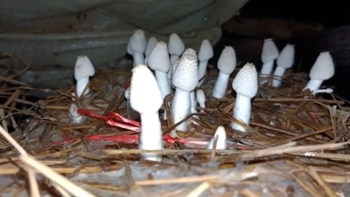 สาวเผยเส้นทางทำกิน เพาะ “เห็ดโคนน้อย” ขาย โดยใช้เวลาเพียง 7 วัน