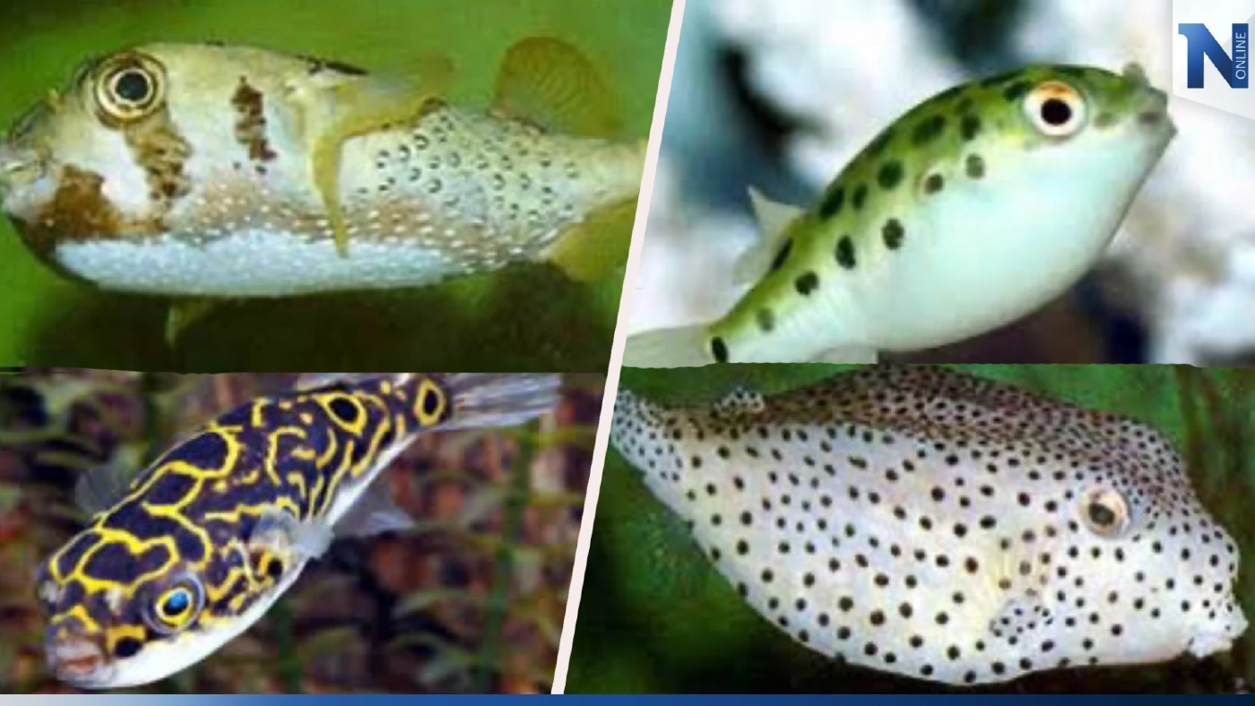 ระวัง ! พิษปลาปักเป้า บริโภคเสี่ยงอันตรายถึงเสียชีวิต