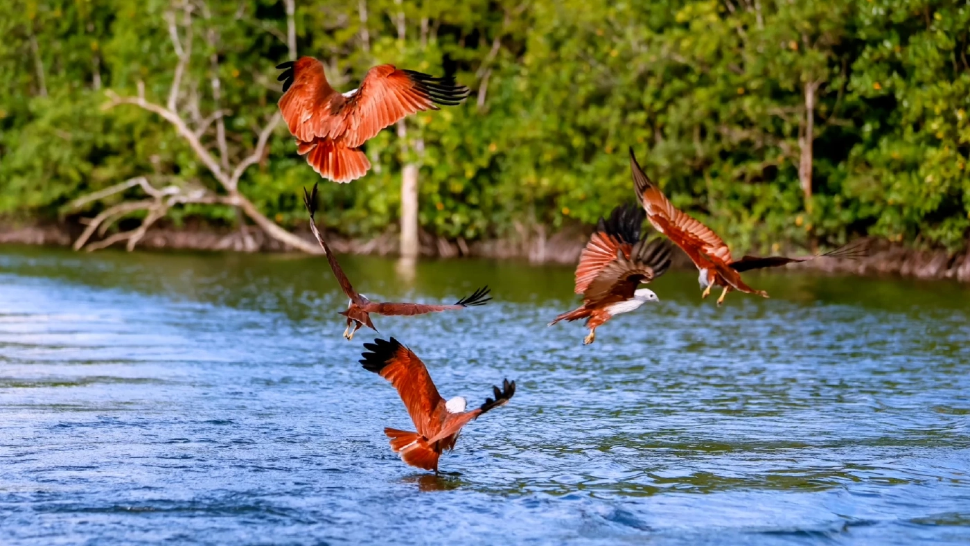 ชาว จ.ตรัง จัดกิจกรรมล่องเรือดูฝูงเหยี่ยว-นกอินทรี อย่างใกล้ชิด