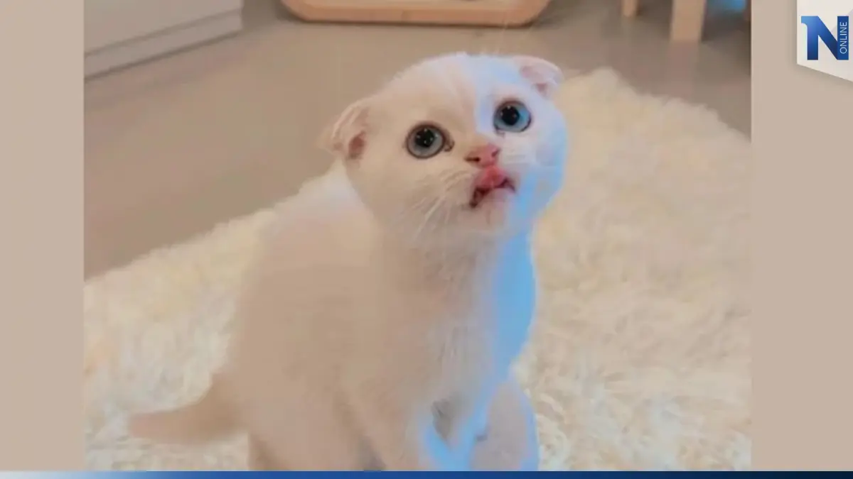 ทาสแมวสุดเศร้า แฟนคลับสุดช็อก หลังทราบข่าว "บักโส" กลับดาวแมวแล้ว 