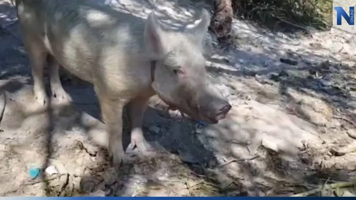 หนุ่มหวังดี จะทำทานก่อนปีใหม่-เอาหยวกกล้วยให้หมูกิน โดนขวิดขาอาการสาหัส หนุ่มหวังดี จะทำทานก่อนปีใหม่-เอาหยวกกล้วยให้หมูกิน โดนขวิดขาอาการสาหัส