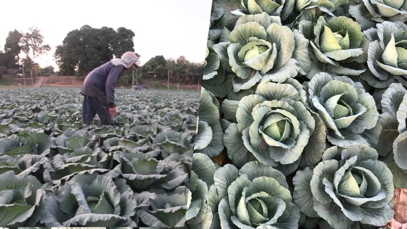 ชาวสวนแฮปปี้ หนาวนี้ “กะหล่ำปลี” ออกผลงามสร้างรายได้
