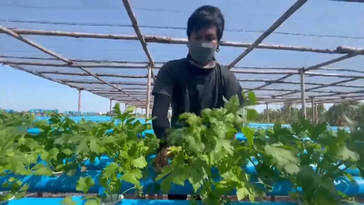 หนุ่มทดลองปลูก “ตั้งโอ๋” ไฮโดรโปนิกส์ ลองผิดลองถูกจนสำเร็จสร้างรายได้