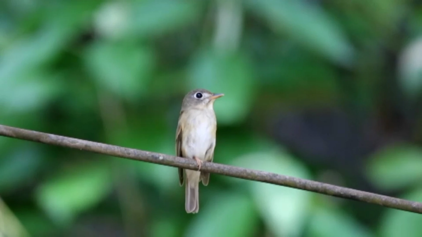 ชวนส่องนกอพยพหนีหนาวมาจากซีกโลกเหนือ ในเขตห้ามล่าสัตว์ป่าฯ ชวนส่องนกอพยพหนีหนาวมาจากซีกโลกเหนือ ในเขตห้ามล่าสัตว์ป่าฯ