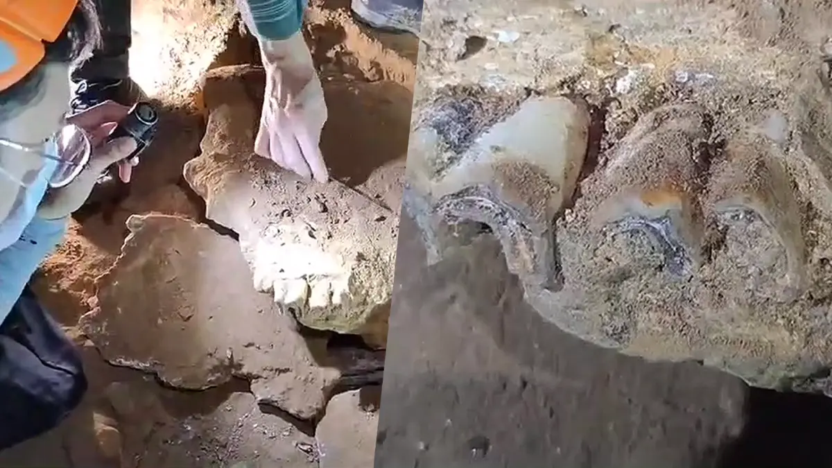 เจ้าหน้าที่ค้นพบ ซากฟอสซิล “ฟันกรามแรด” คาดอายุกว่า 2 แสนปี