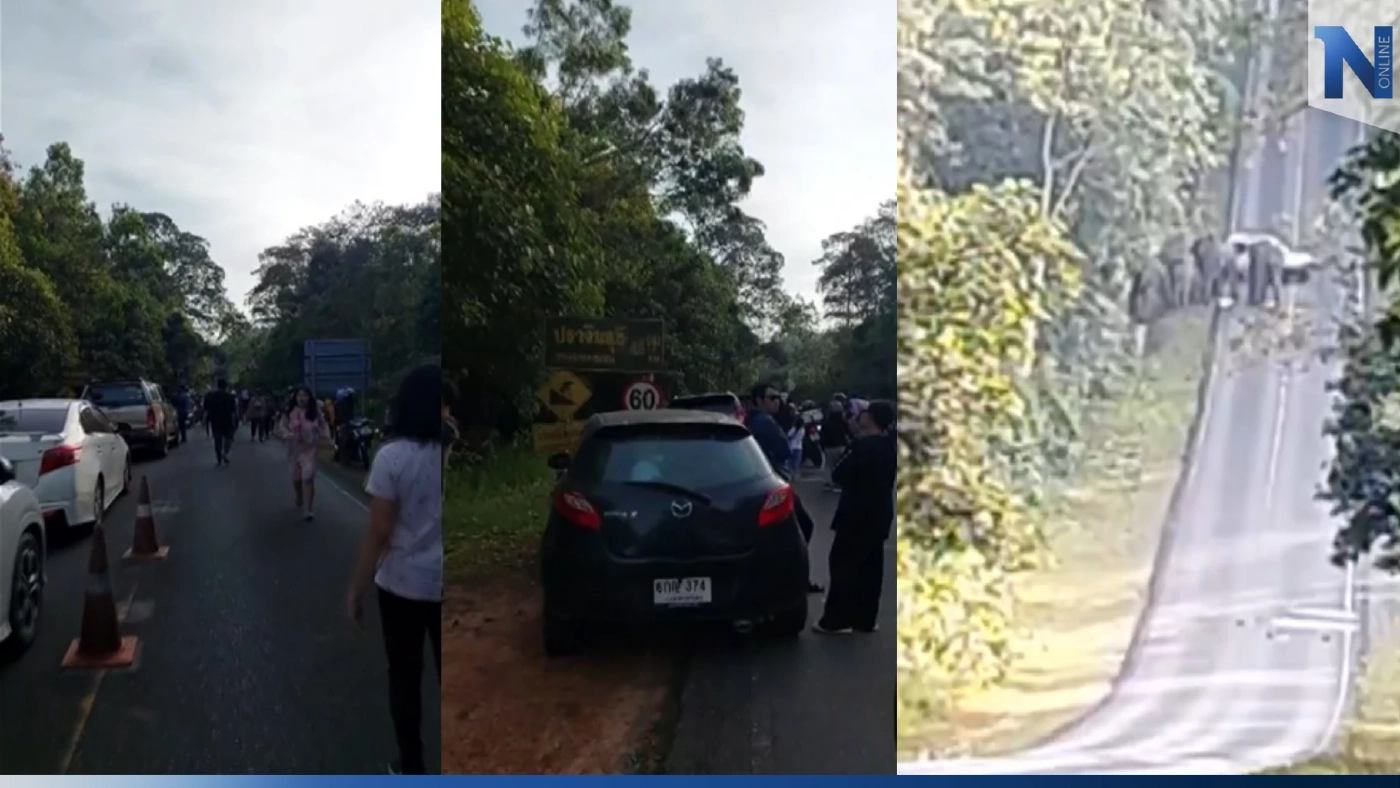 ขาใหญ่ของจริง โขลงช้างป่าเขาใหญ่ปิดถนนหากิน รถ นทท. ติดยาวเหยียดหลาย ชม. ขาใหญ่ของจริง โขลงช้างป่าเขาใหญ่ปิดถนนหากิน รถ นทท. ติดยาวเหยียดหลาย ชม.