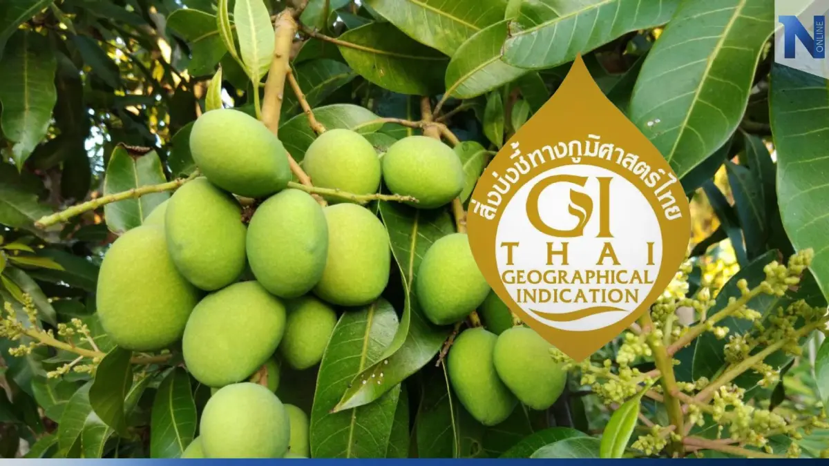 “มะม่วงเบาสงขลา”  ขึ้นทะเบียน GI คุ้มครองสินค้าท้องถิ่น