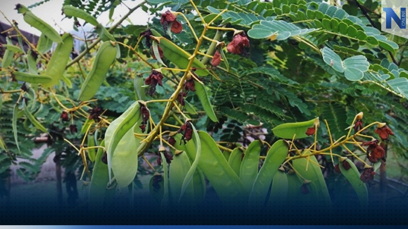 ชาวบ้านปลูก 'งวม' พืชป่าหายากทำเงินหลักแสนบาท!