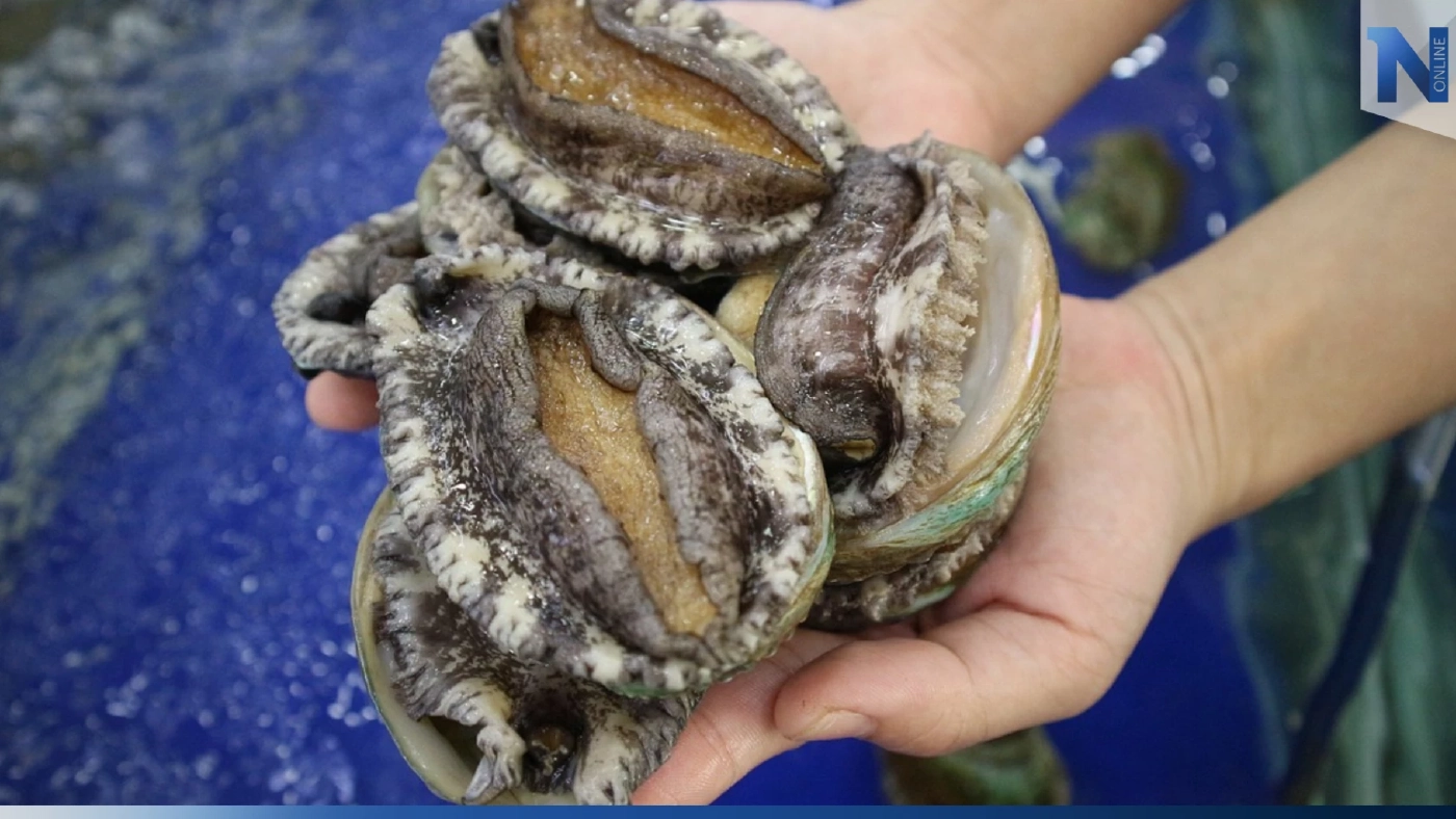 'เป๋าฮื้อ' ถูกจัดให้เป็นสัตว์ใกล้สูญพันธุ์ชนิดใหม่ 'เป๋าฮื้อ' ถูกจัดให้เป็นสัตว์ใกล้สูญพันธุ์ชนิดใหม่