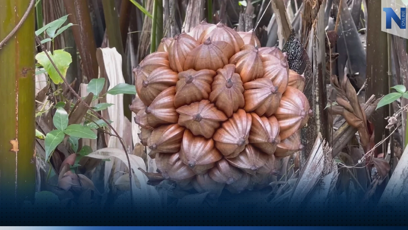 'น้ำส้มจาก' ต่อยอดภูมิปัญญาท้องถิ่นใช้แทนน้ำมะนาว