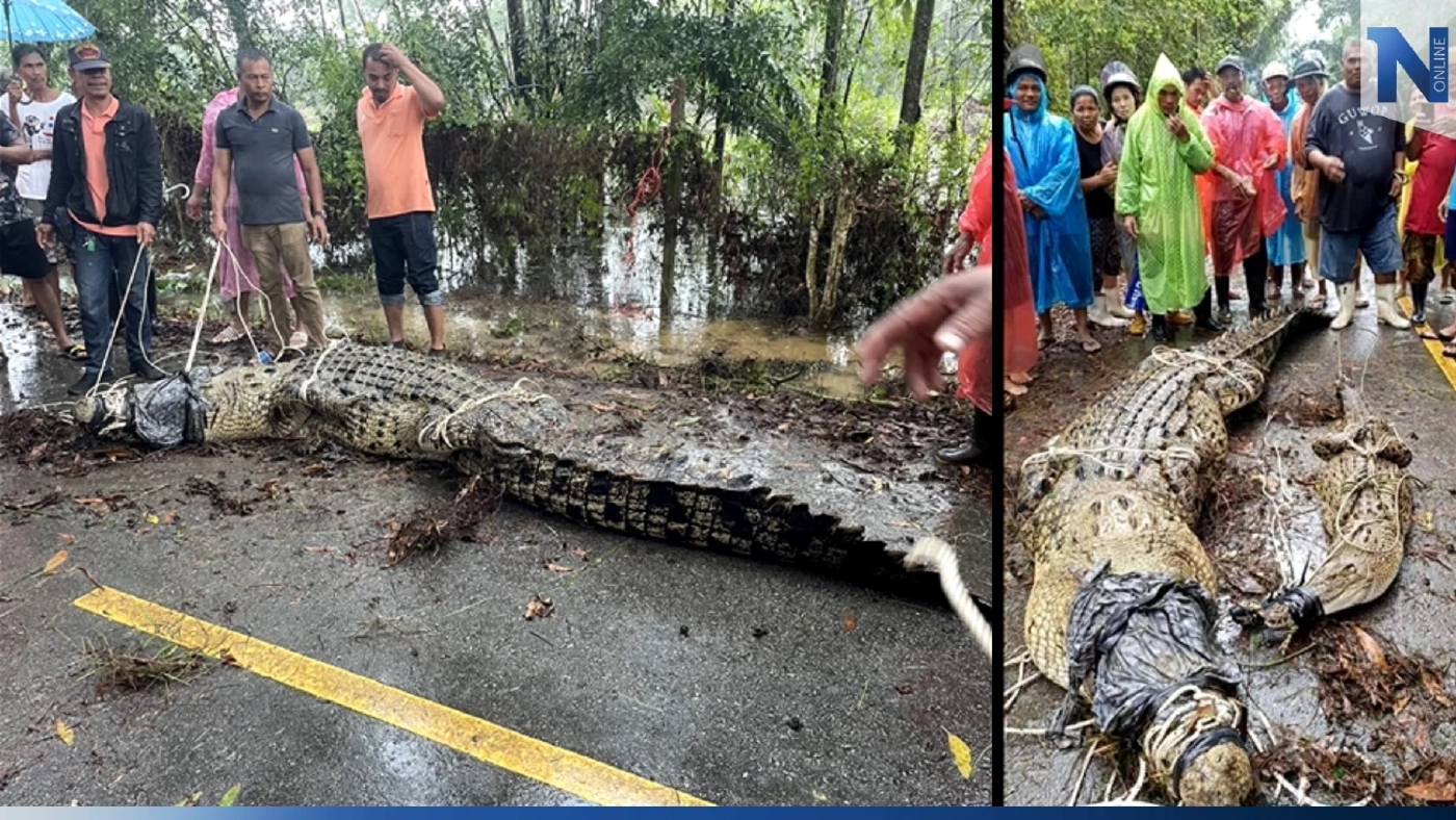 ชาวบ้านตะลึง! ไอ้เข้น้ำเค็มยักษ์โผล่ริมถนนท่าชนะ หลังฝนถล่มหนัก (มีคลิป)