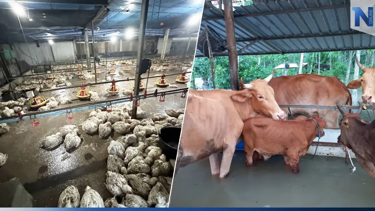 ก.เกษตรฯ ระดมกำลังช่วยเกษตรกร “อพยพสัตว์หนีน้ำท่วม” ภาคใต้