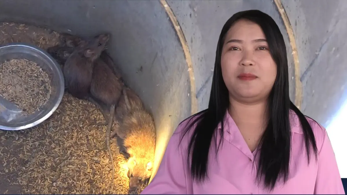 สาวโคราชผันตัวเลี้ยง “หนูนา” ขาย ลูกค้าถูกใจออเดอร์พุ่งรับปีใหม่ สาวโคราชผันตัวเลี้ยง “หนูนา” ขาย ลูกค้าถูกใจออเดอร์พุ่งรับปีใหม่