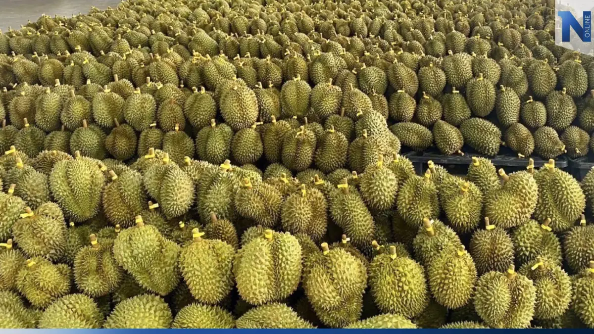 เกษตรกรแห่ปลูก“ทุเรียน”สร้างรายได้งาม