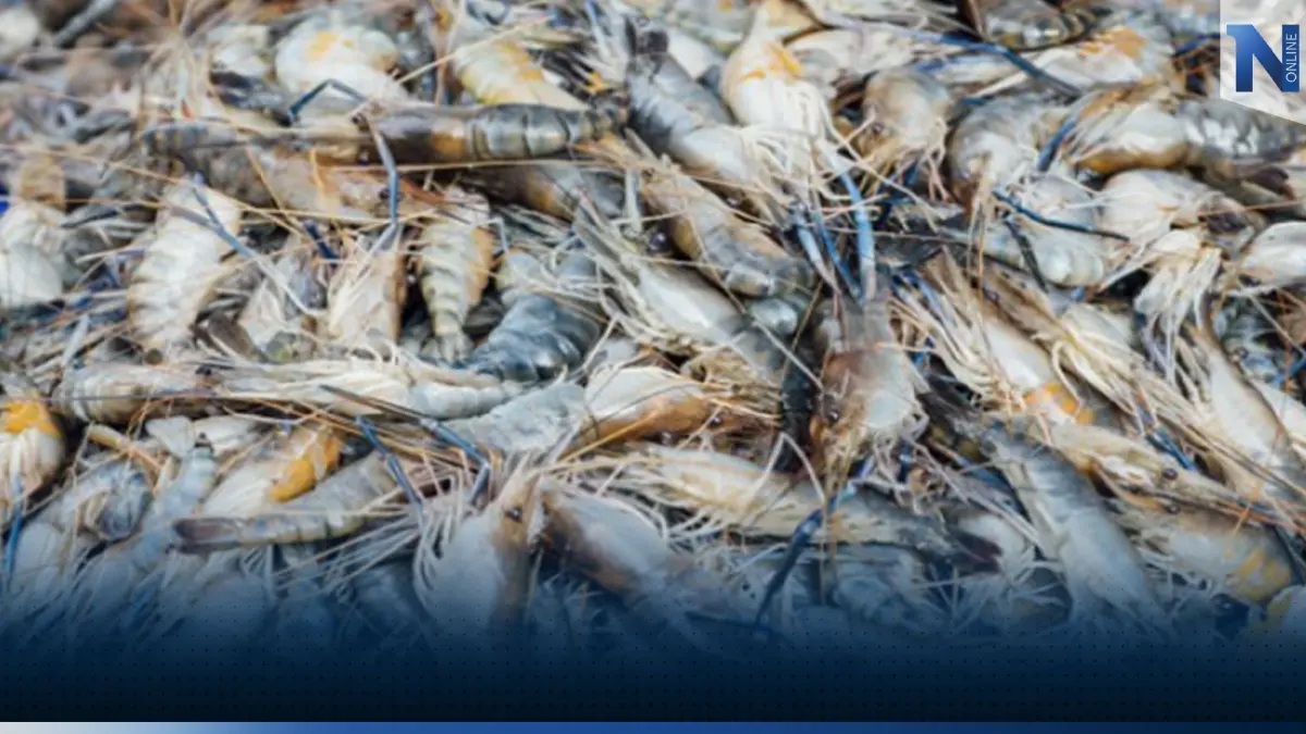 สมาคมกุ้งไทยตั้งเป้าปีหน้ายอดส่งออก 300,000 ตัน