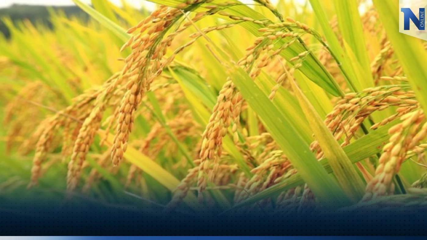 พาณิชย์ ยันราคาข้าวไทยปีนี้ดีกว่าปี 2564 ถึง 43%