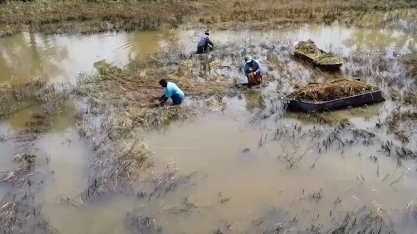 พลิกวิกฤตน้ำท่วม พายเรือเกี่ยวข้าวให้ “เป็ด” กิน ช่วยลดต้นทุนอาหาร
