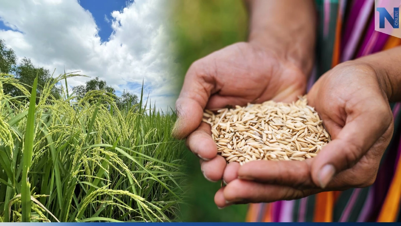 "กรมการข้าว" เร่ง ชาวนา เปลี่ยนใช้เมล็ดพันธุ์ข้าว คุณภาพดี แข่งตลาดโลก