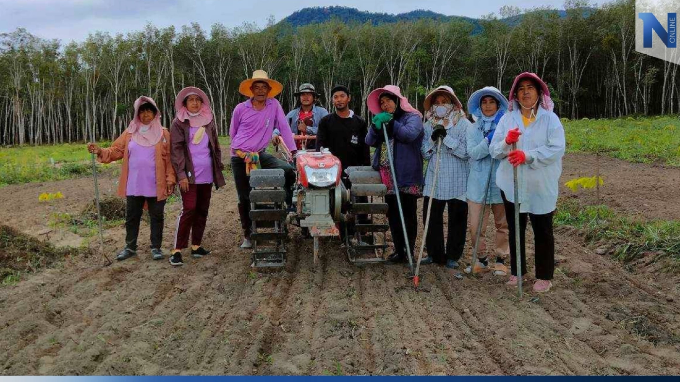 ส่งเสริมเกษตรกรปลูกข้าวเหนียวดำหมอ 37 ลดต้นทุนผลิต