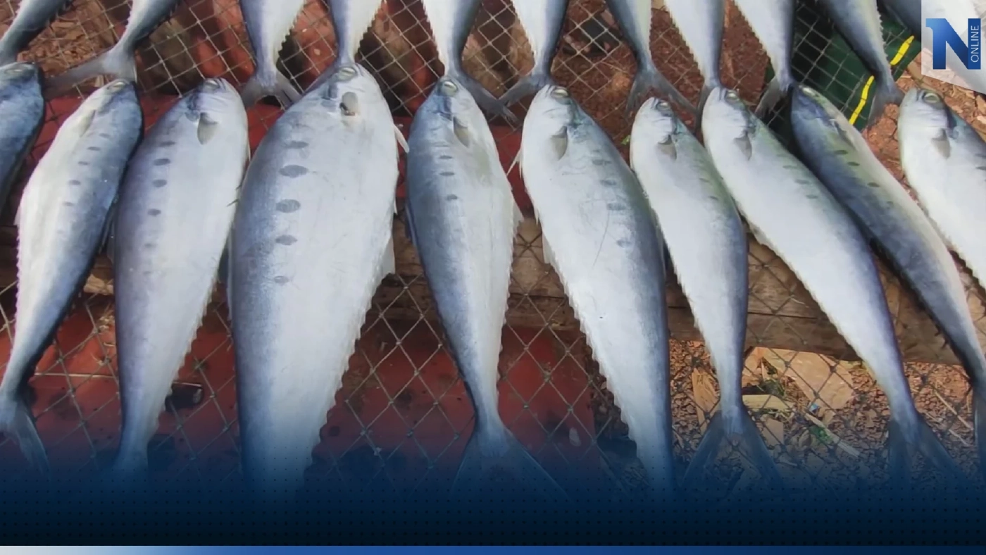 'ปลาเค็ม' สร้างรายได้เลี้ยงครอบครัว เน้นคุณภาพ-สะอาด 'ปลาเค็ม' สร้างรายได้เลี้ยงครอบครัว เน้นคุณภาพ-สะอาด