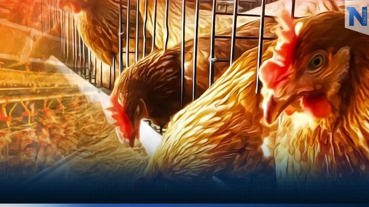ผู้เลี้ยงไก่จี้รัฐบาลเร่ง 'คุม' ราคาข้าวโพด-กากถั่วแพง