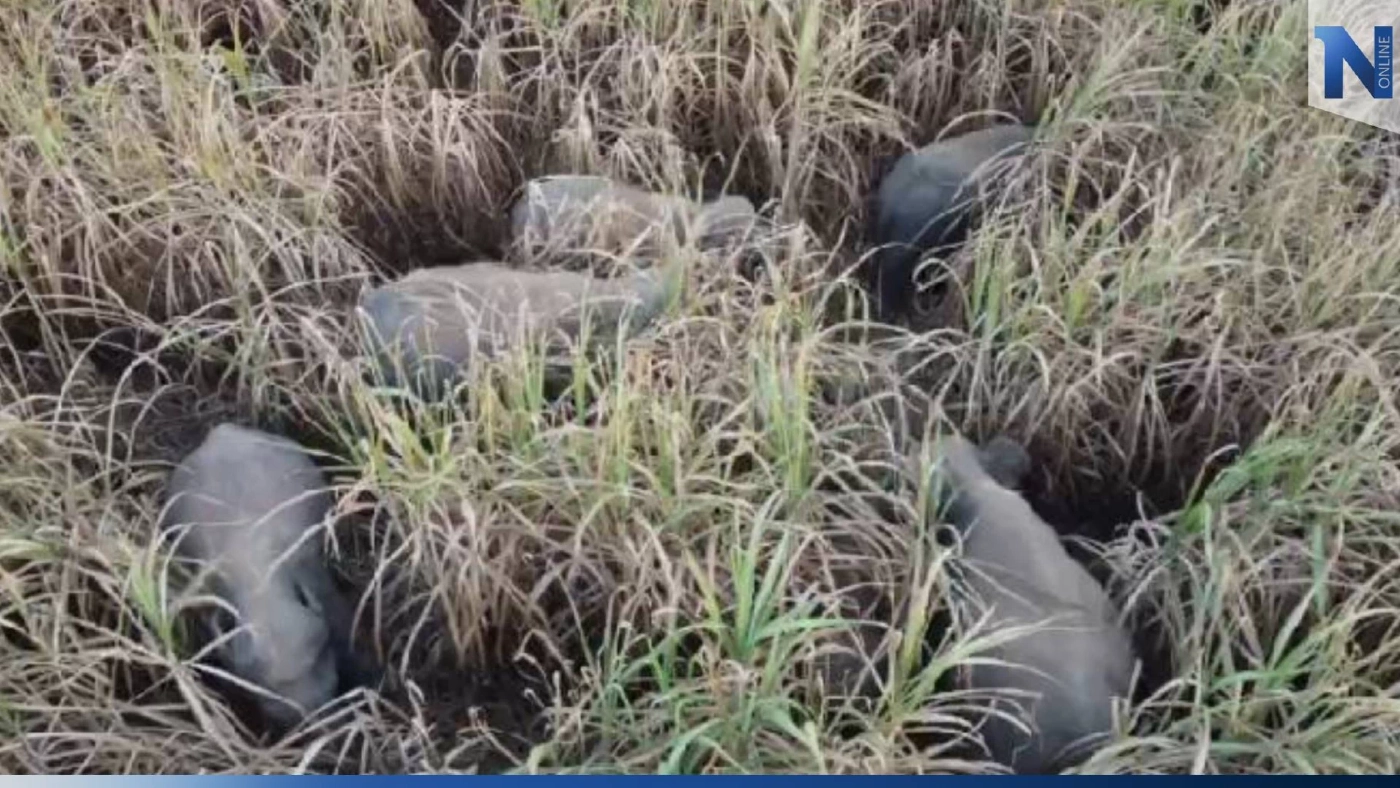 โขลง "ช้างป่าอ่างฤาไน" บุกพังรั้วบ้าน ยึดไร่อ้อย-กินต้นกล้วย