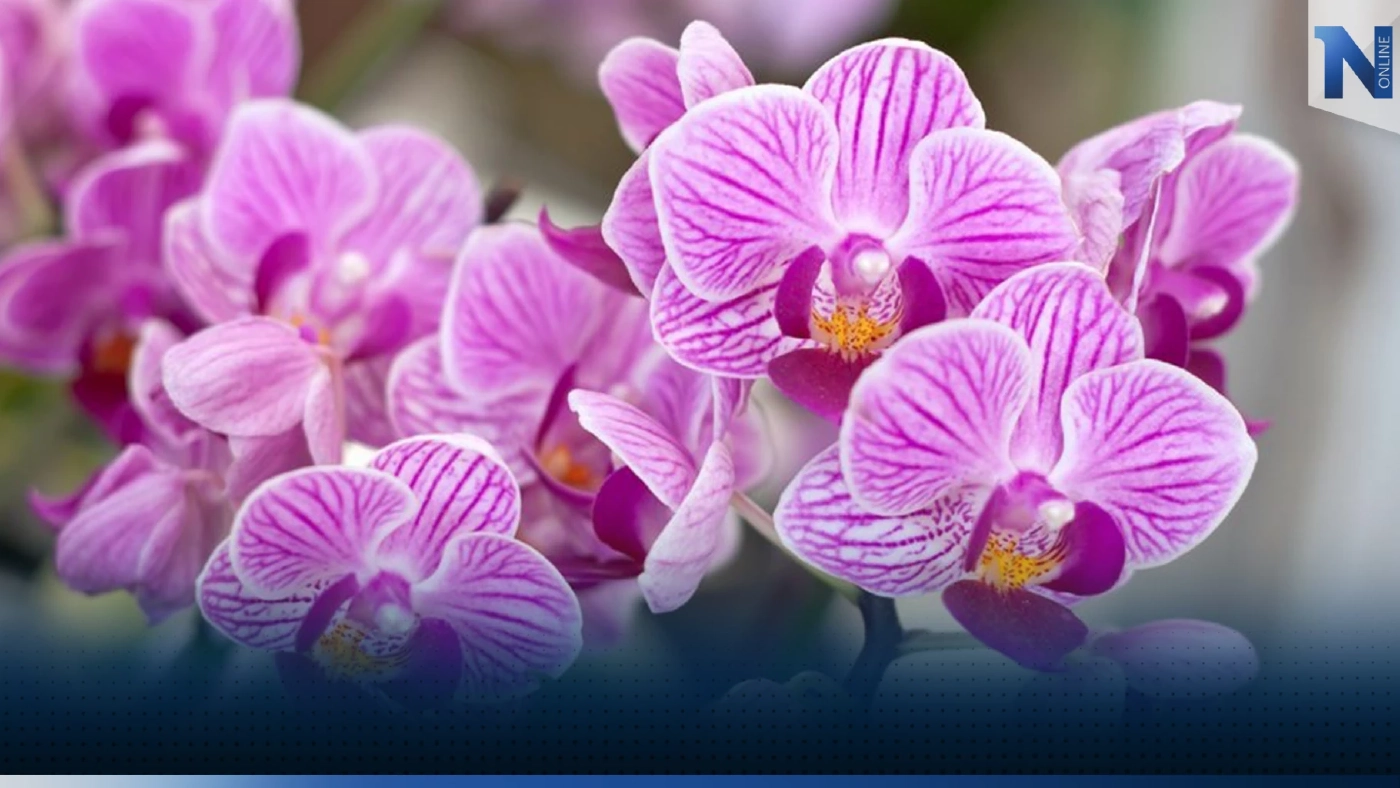 เปิดประวัติ "ดอกกล้วยไม้" สัญลักษณ์ประจำ วันครูแห่งชาติ 2566  