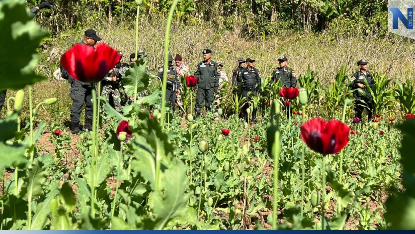 ตร.บุกตัดทำลายไร่ฝิ่น ปลูกเย้ยกฎหมายในป่าสงวนฯ กลางหุบเขาชายแดนเมียนมา
