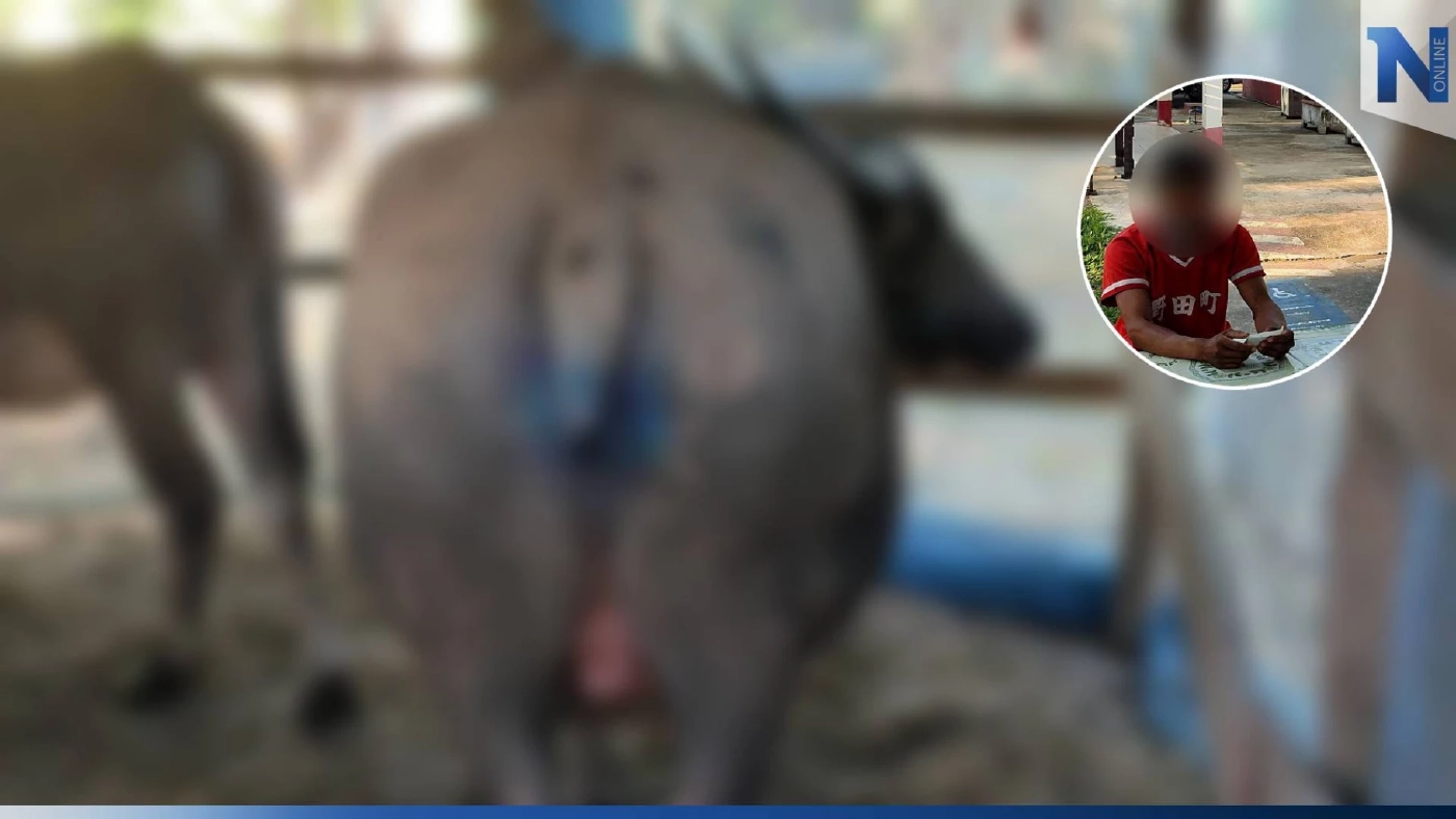 จับแล้ว โจรตัดหางควายท้องแก่ พบมีประวัติเสพยาบ้า