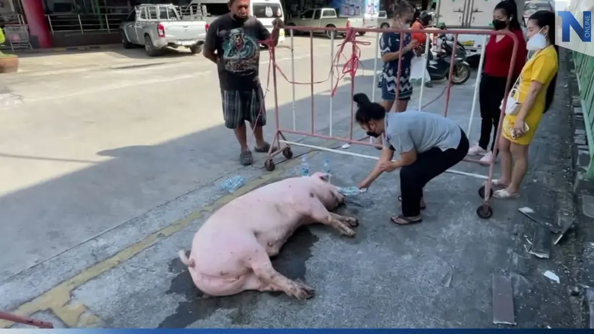 หมูโรงเชือดตกรถ หนีตายเข้าห้าง เจอผู้ใจบุญช่วยไถ่ชีวิต หมูโรงเชือดตกรถ หนีตายเข้าห้าง เจอผู้ใจบุญช่วยไถ่ชีวิต