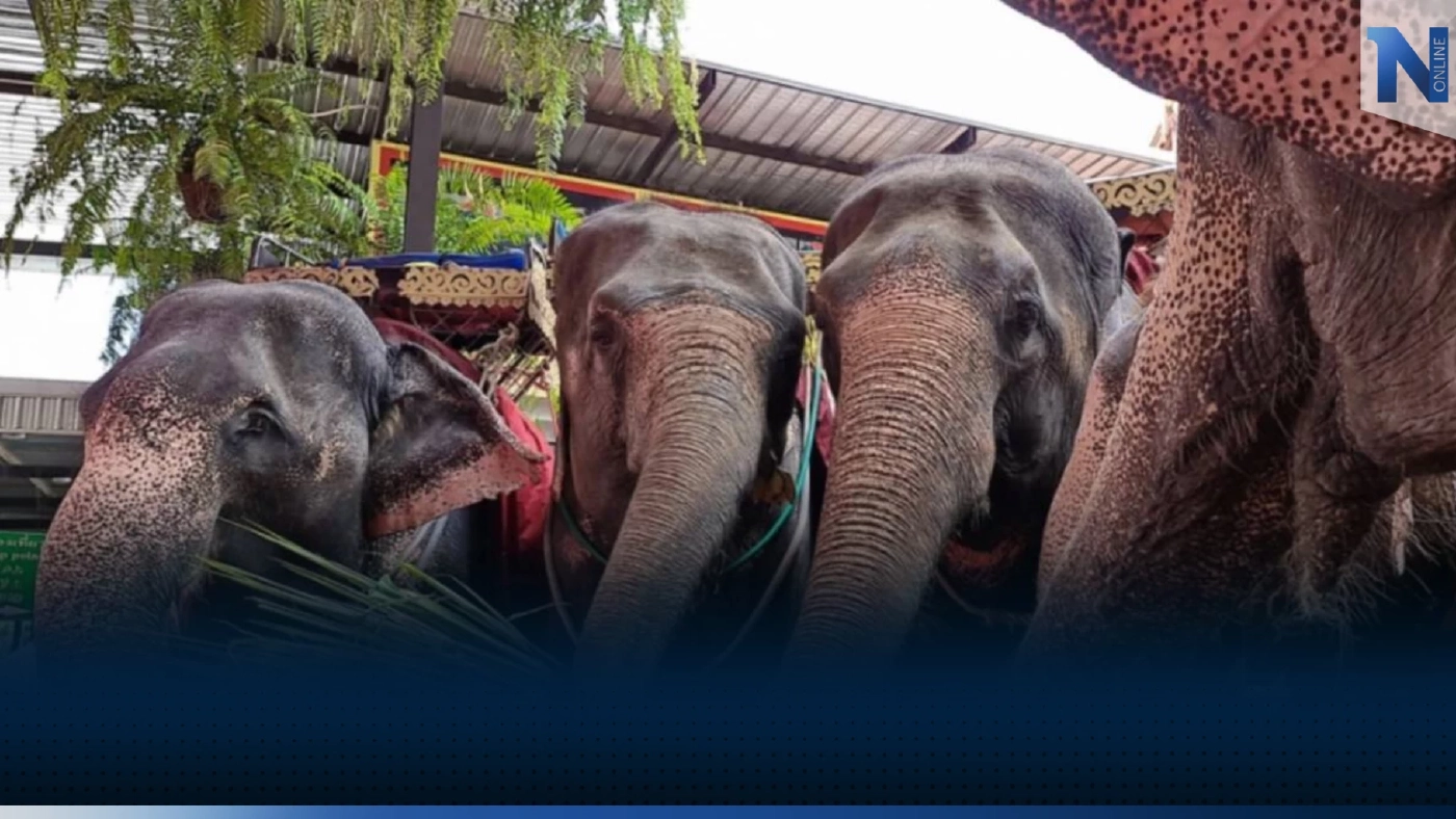 "ฝันเห็นช้าง" คำทำนายนี้หมายความว่าอย่างไร พร้อมแนะเลขเด็ด