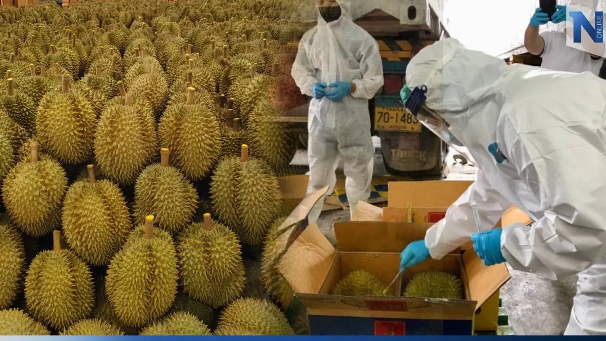 ฟรุ้ทบอร์ด ไฟเขียว“โครงการแก้ไขปัญหาทุเรียนอ่อน” งบ 71 ล้านบาท