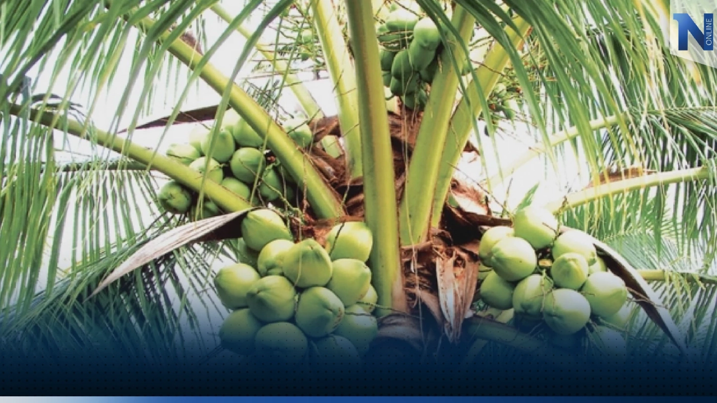 เกษตรฯจ่อ 'รื้อ' โควต้านำเข้าแก้มะพร้าวราคาตก