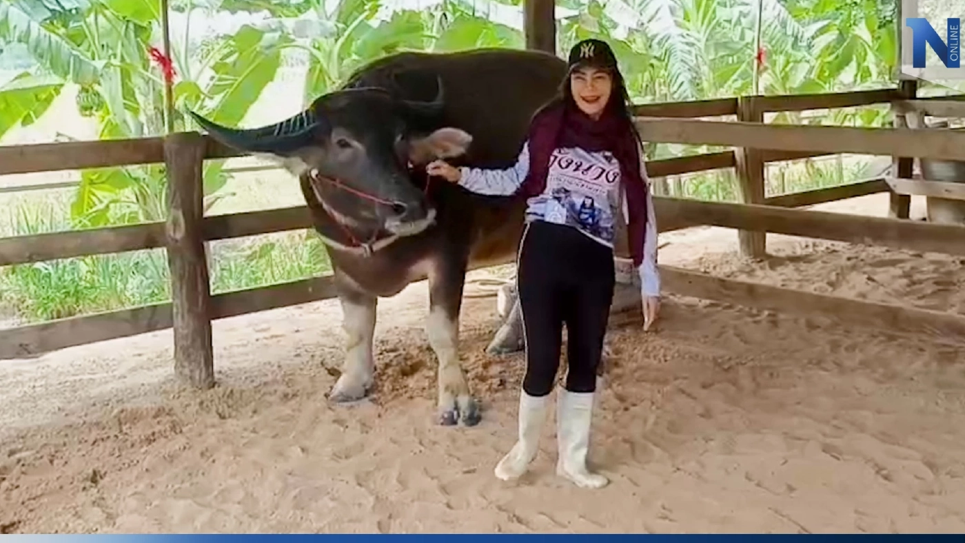 ดีเจสาว ชาว จ.ชัยภูมิ ผันตัว เปิดฟาร์มควายไทย ราคาพุ่งตัวละ 15 ล้านบาท