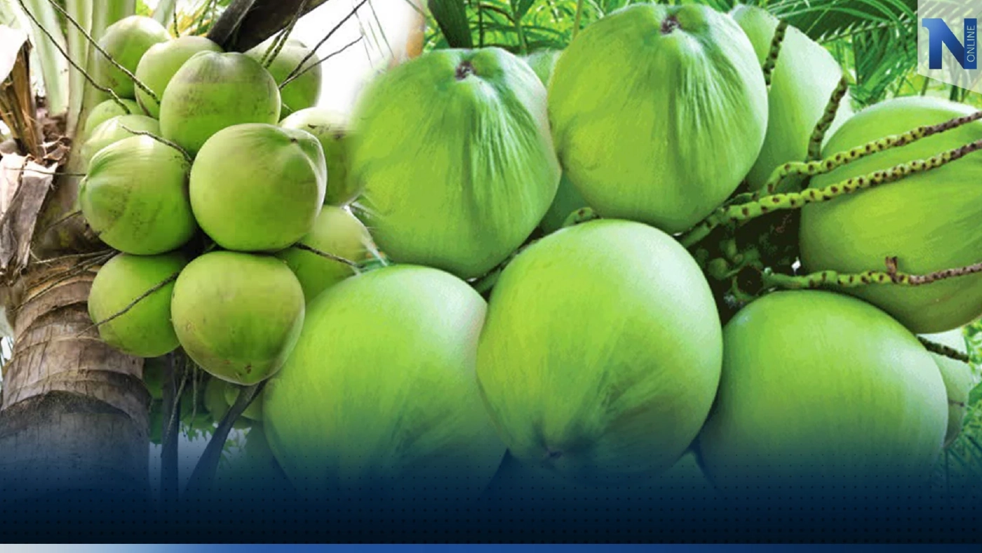 น้ำมะพร้าวอ่อน เครื่องดื่มเพื่อสุขภาพจากธรรมชาติ ดีต่อร่างกาย ดีขนาดไหนต้องอ่าน