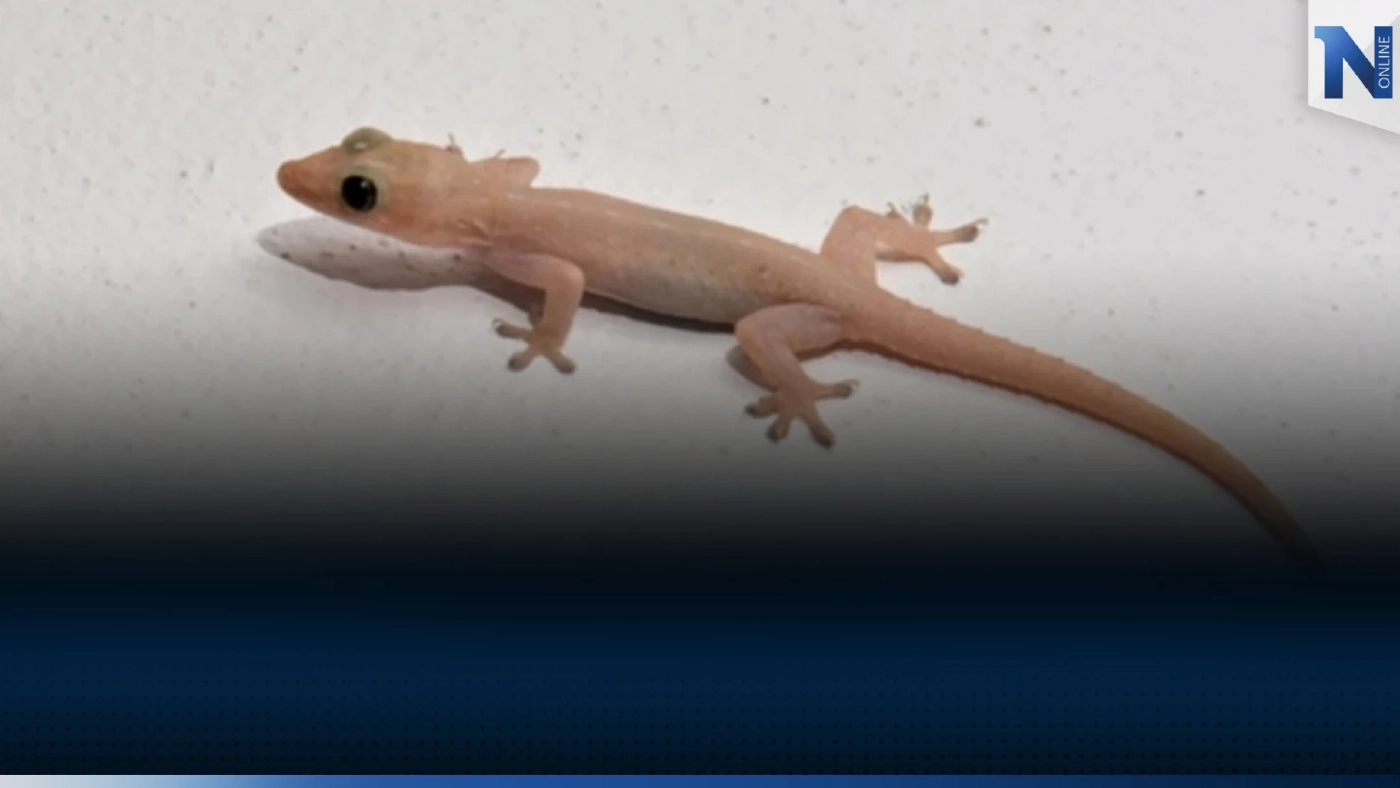 โบราณเขาถือ!! "จิ้งจกตกใส่" ลางบอกเหตุ ได้โชคลาภหรือกำลังดวงตก โบราณเขาถือ!! "จิ้งจกตกใส่" ลางบอกเหตุ ได้โชคลาภหรือกำลังดวงตก