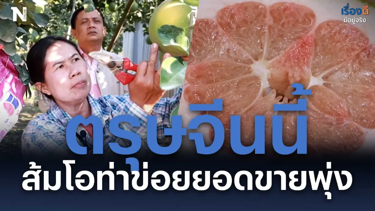เกษตรกรแฮปปี้ ตรุษจีนนี้ ยอดขาย “ส้มโอท่าข่อย” พุ่งสูง เกษตรกรแฮปปี้ ตรุษจีนนี้ ยอดขาย “ส้มโอท่าข่อย” พุ่งสูง