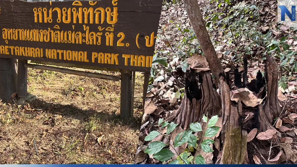 ฉาวอีก! หน.หน่วยพิทักษ์อุทยานฯ แฉขบวนการลักลอบต้นไม้ ส่งแปรรูปขาย