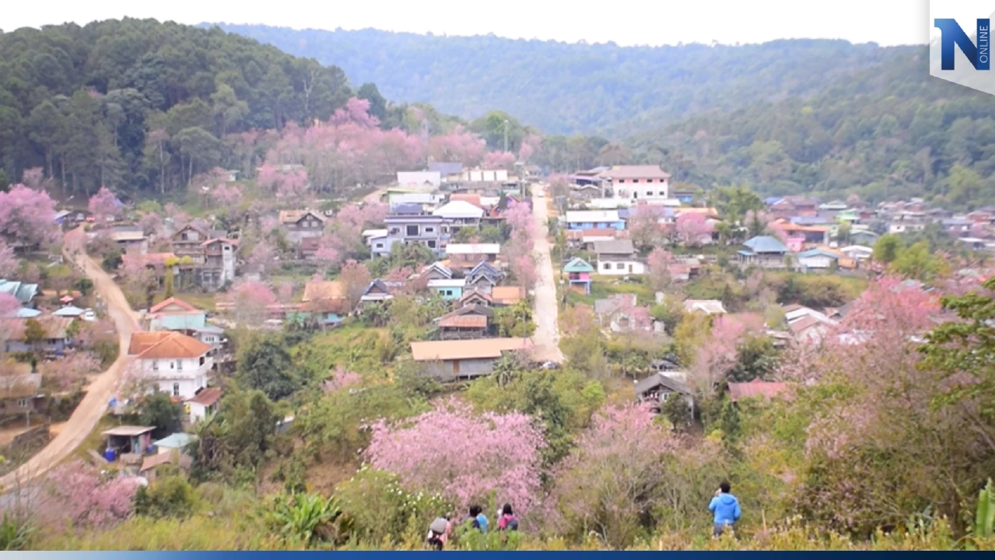 ชวนเที่ยว "บ้านใหม่ร่องกล้า" ชม "ดอกนางพญาเสือโคร่ง" บานสะพรั่ง ชวนเที่ยว "บ้านใหม่ร่องกล้า" ชม "ดอกนางพญาเสือโคร่ง" บานสะพรั่ง