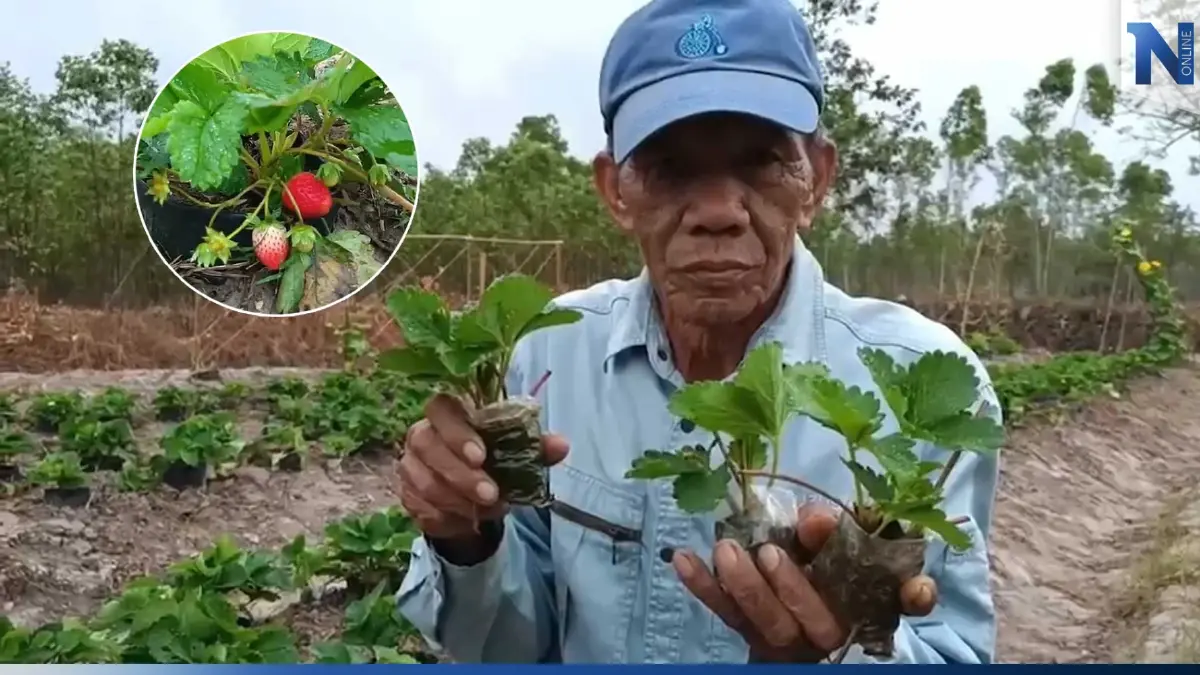 เปลี่ยนที่นาปลูกสตรอว์เบอร์รีในเขตร้อนชื้น เป็นเจ้าแรกของ อ.กบินทร์บุรี เปลี่ยนที่นาปลูกสตรอว์เบอร์รีในเขตร้อนชื้น เป็นเจ้าแรกของ อ.กบินทร์บุรี