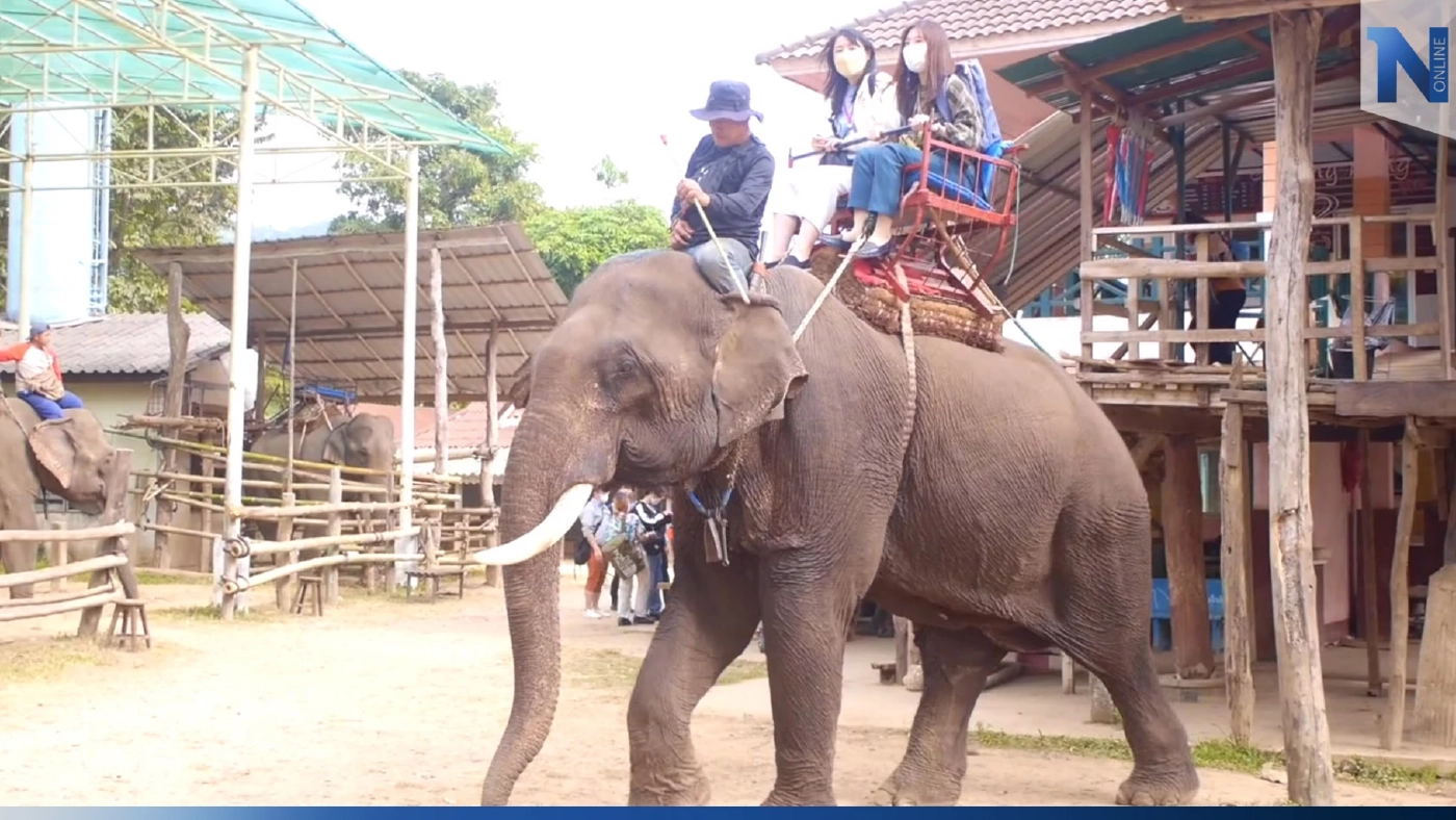 เชียงรายคึกคัก! นทท. แห่ขี่ช้างชมธรรมชาติ คาดปีนี้พุ่ง 3.8 ล้านคน